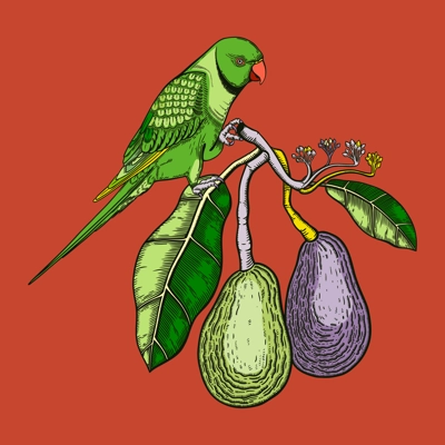 Decorative composition with avocado and green parrot. Colorful avocado branch with flowers, leaves and two whole fruit illustration. Exotic plant and Indian ringneck parrot drawing.